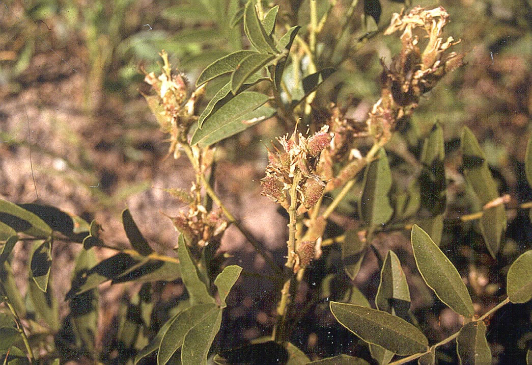 Glycyrrhiza glabra var. glandulifera